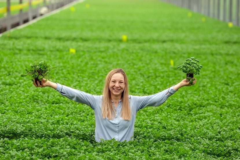 Dr. Emilia Mikulewicz standing in a commercial organic hydroponic greenhouse, holding fresh herbs cultivated under her management as Senior Grower, showcasing high-efficiency production of leafy greens.