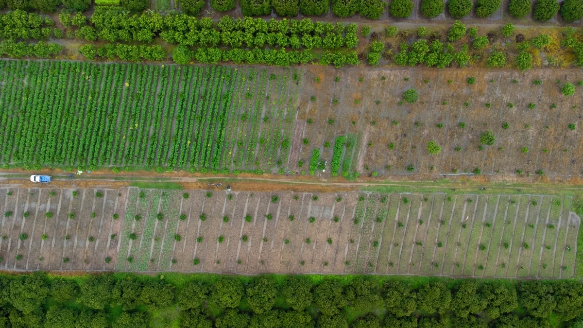 Drone view of alleyβcropped orchard with vegetables between tree rows