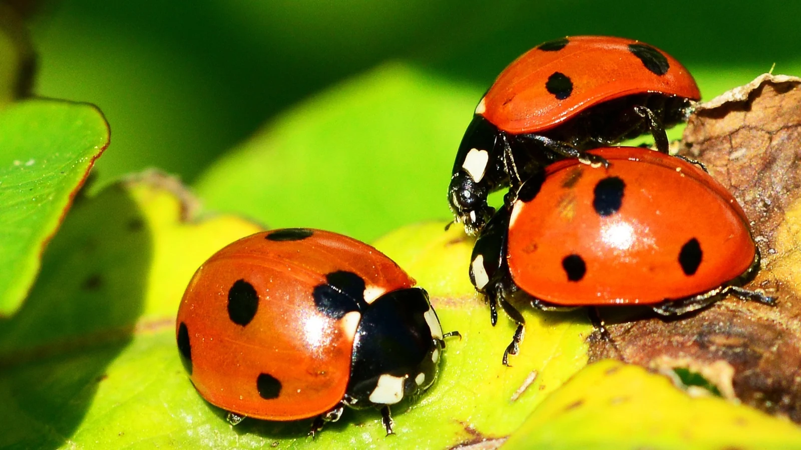 Three ladybugs on crop foliage representing natural biocontrol agents used in botanical IPM for residue-free organic pest management