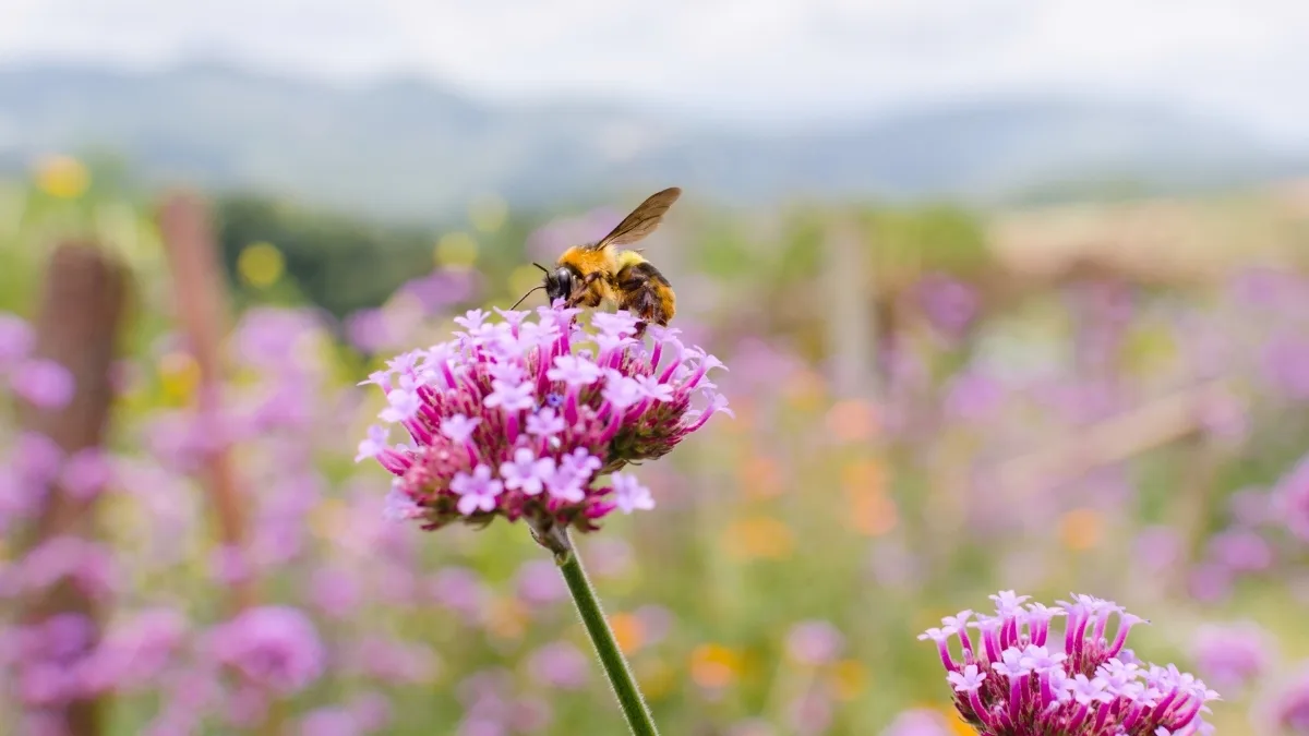 Bumblebee pollinating a purple verbena bloom in a flowering biodiversity corridor, illustrating how native strips raise pollinator activity and strengthen ecological buffering in agroforestry systems.