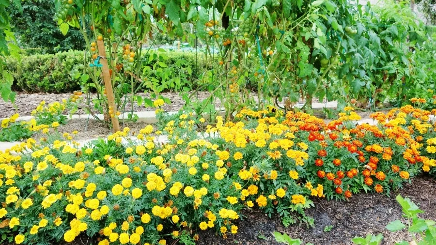 Companion planting example showing plant guild combinations in a mixed crop system