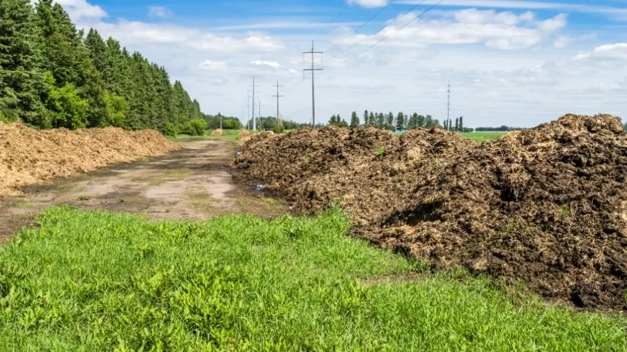 Farm-scale compost windrow in agricultural field for nutrient recycling