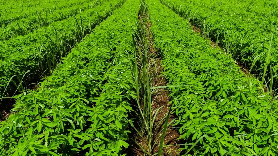 Green manure cover crops between rows decomposing for slow nutrient release