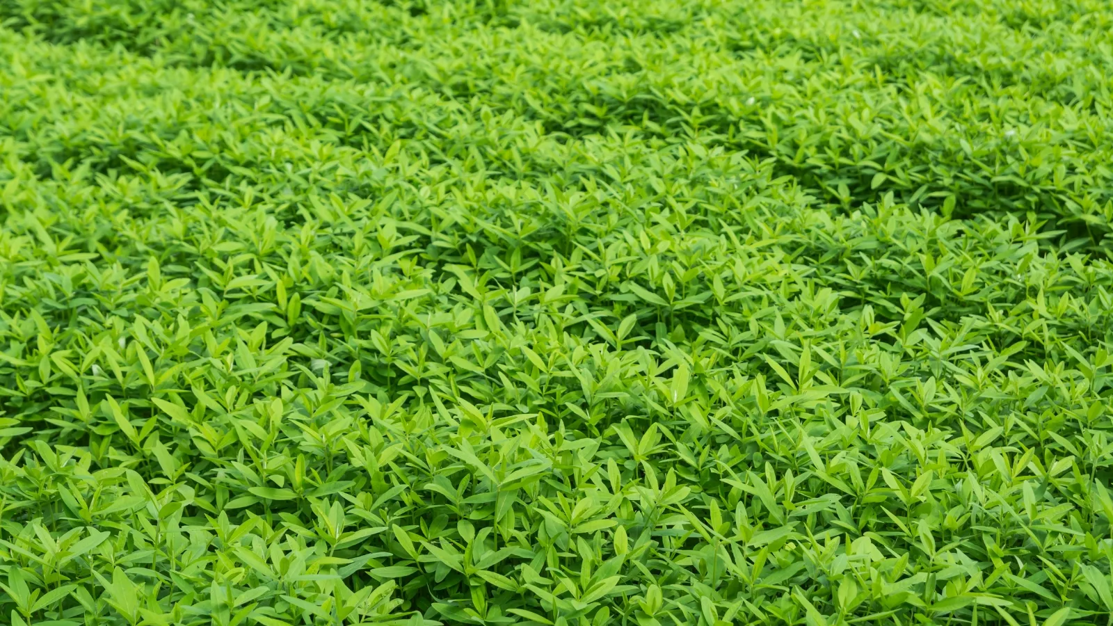 Perennial living mulch covering soil to reduce erosion and support microbial life