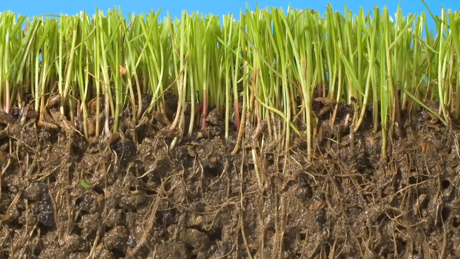 Cross-section of living soil with dense root growth, illustrating functional organic soil layers supporting infiltration, aeration, and nutrient retention