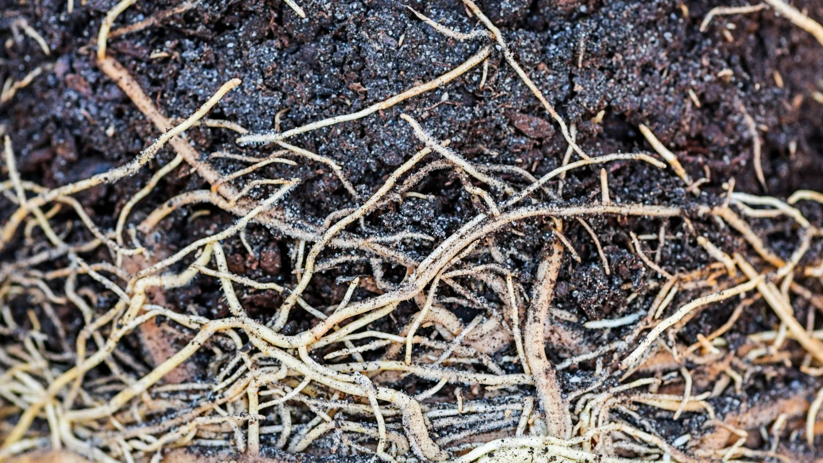Fine plant roots interacting with dark fertile soil, illustrating rhizosphere biology and microbial regeneration