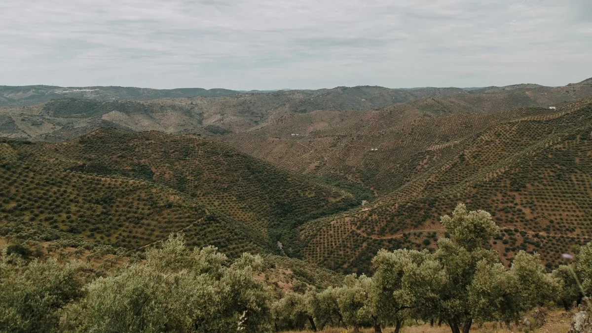 Mediterranean hillside olive agroforestry with contourβplanted rows that reduce erosion and regenerate soil on steep terrain.