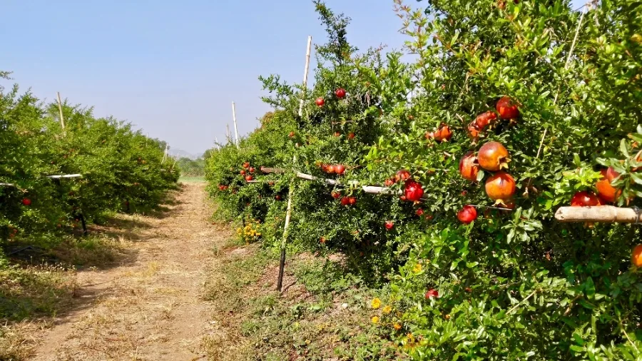 Straight orchard footpath between fruiting pomegranate rows in a well-maintained zone-based layout