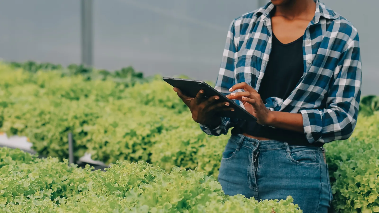 Organic farmer recording certified input applications on a tablet in a lettuce field for compliance with EU and NOP standards