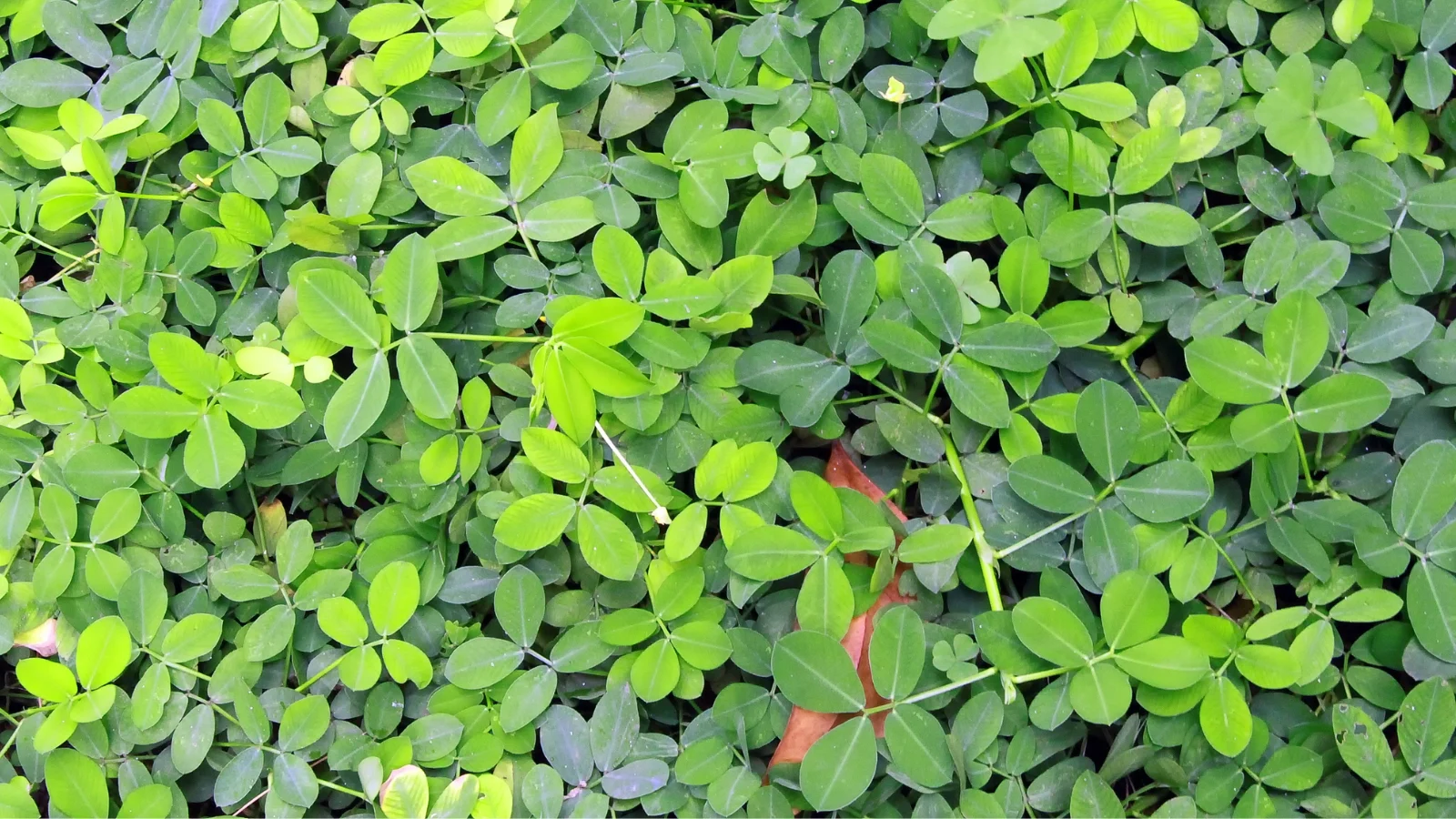 Dense perennial peanut cover crop improving soil structure and microbial activity in regenerative systems