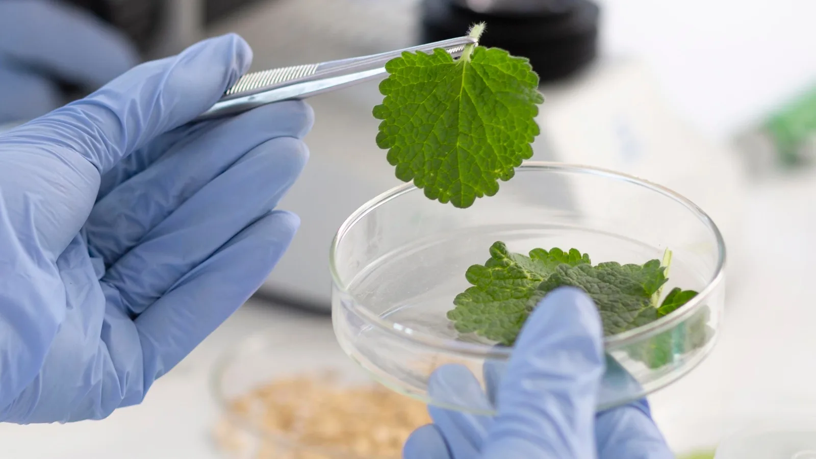 Close-up of sap analysis in organic farming, showing a fresh green leaf being evaluated in a petri dish to guide crop nutrition using plant feedback diagnostics