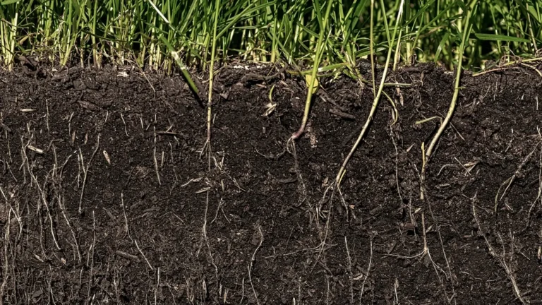 Cross-section of healthy green plants with deep, fine roots growing in dark fertile soil — illustrating regenerative nutrition and active biological feedback in the rhizosphere