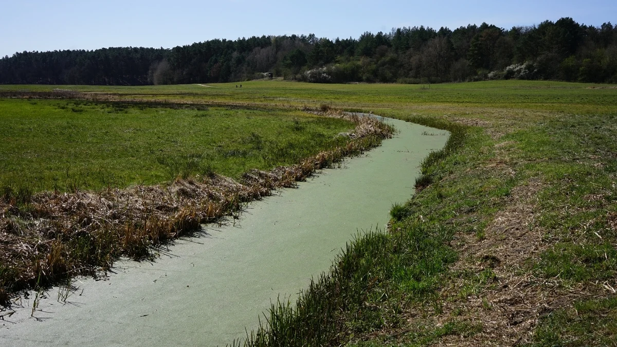 Swale dug across a farm field captures runoff and stores water, showcasing waterβharvesting design that improves infiltration and moderates microclimate in an agroforestry system.