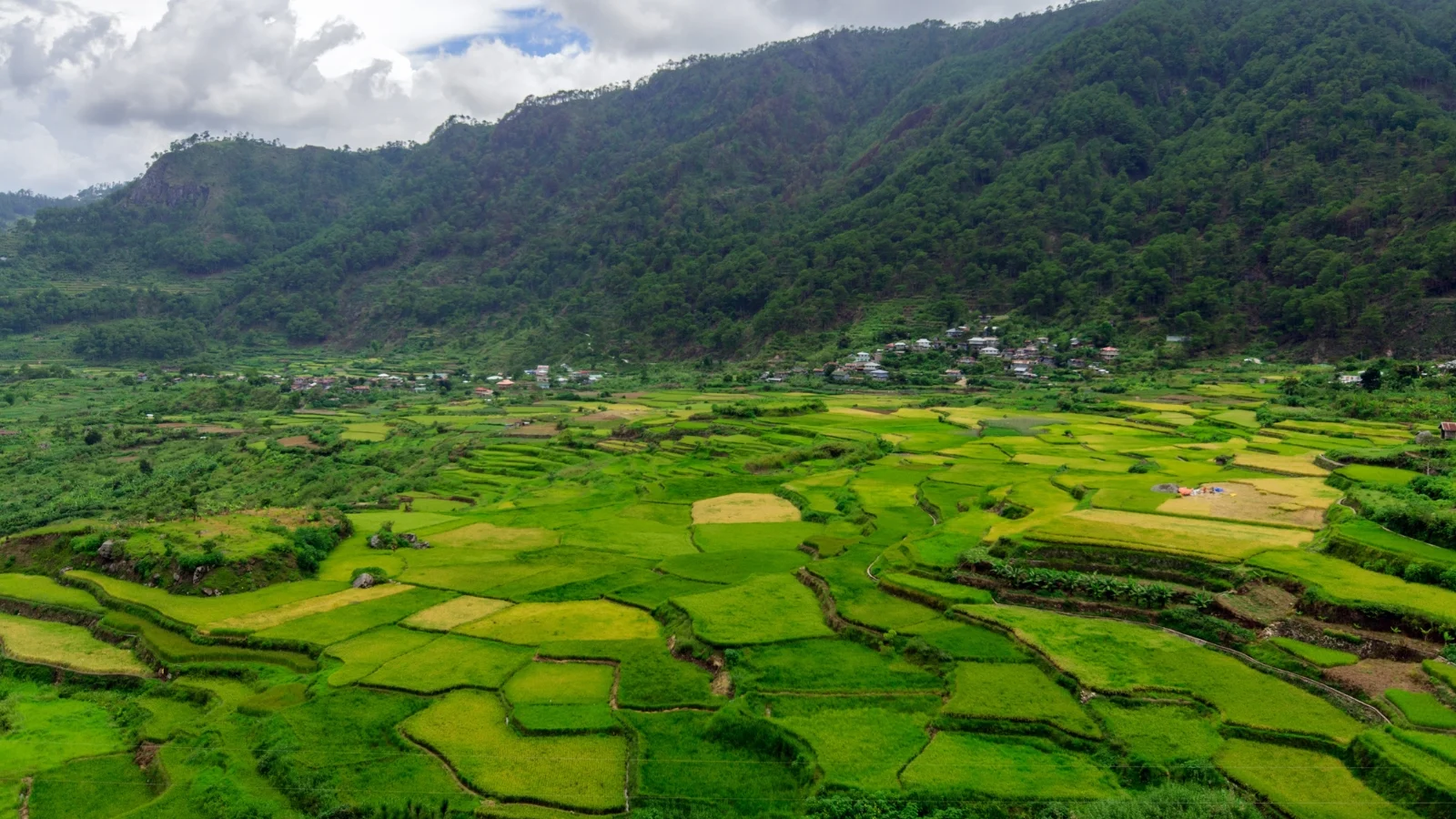 Aerial view of terraced regenerative farmland with diverse crop zones and natural boundaries, illustrating whole-system agricultural design in harmony with landscape ecology