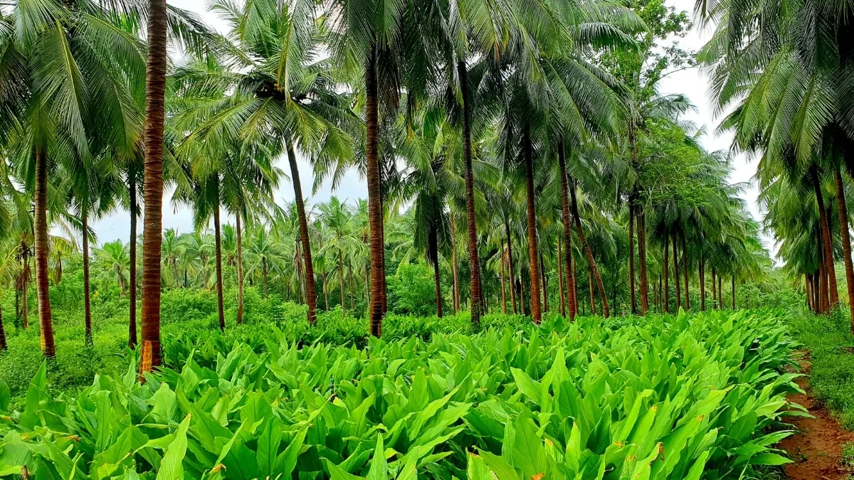 Turmeric understory flourishing beneath mature coconut palms in a tropical agroforestry polyculture, illustrating shadeβtolerant crop integration and successional layering.