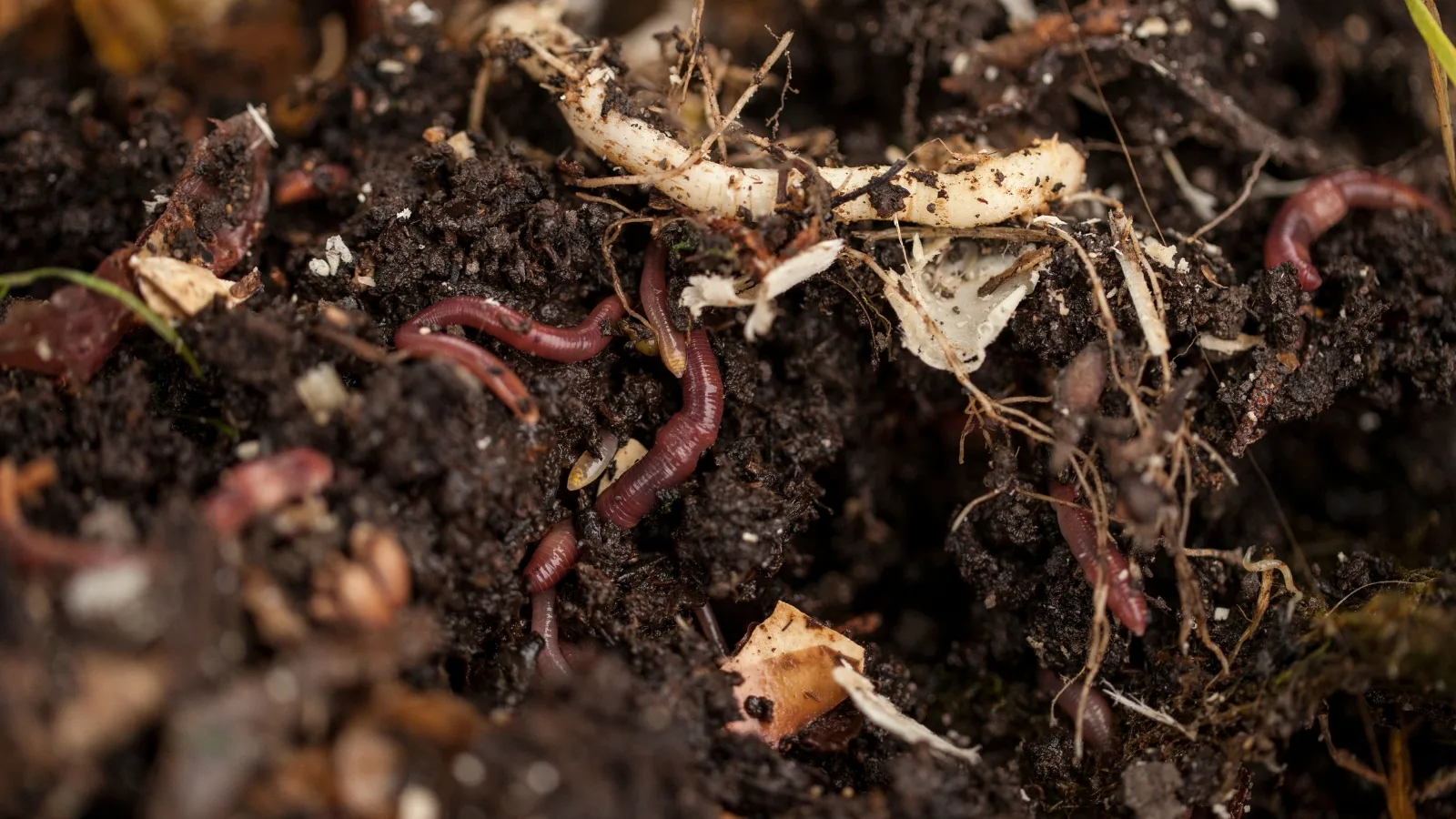 Close-up of vermicast and compost material enriched with earthworms and organic matter, illustrating microbial colonization and biological soil regeneration