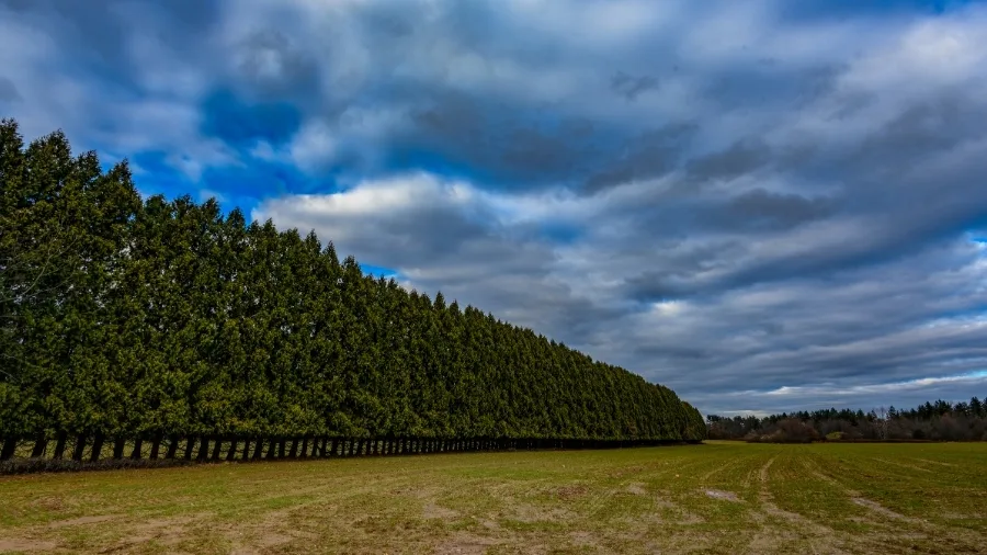 Windbreak tree row shielding open field to support microclimate stability in large-scale farming