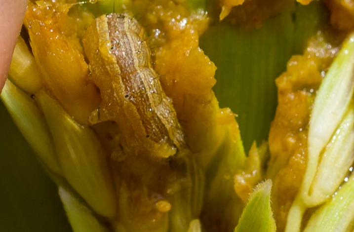 Corn cob damaged by fall armyworm (Spodoptera frugiperda) — larval feeding on kernels