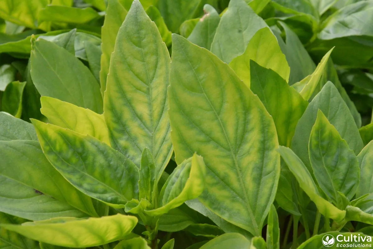 Basil leaves showing interveinal yellowing in a dense hydroponic NFT canopy