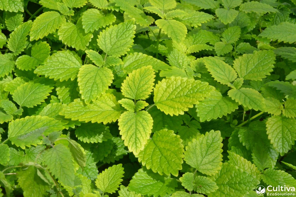 Lemon balm canopy with interveinal yellowing on younger leaves