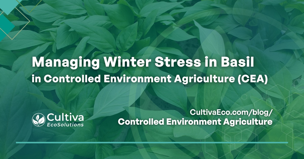 Managing winter stress in basil in controlled environment agriculture (CEA) – Cultiva EcoSolutions article thumbnail with basil leaves background