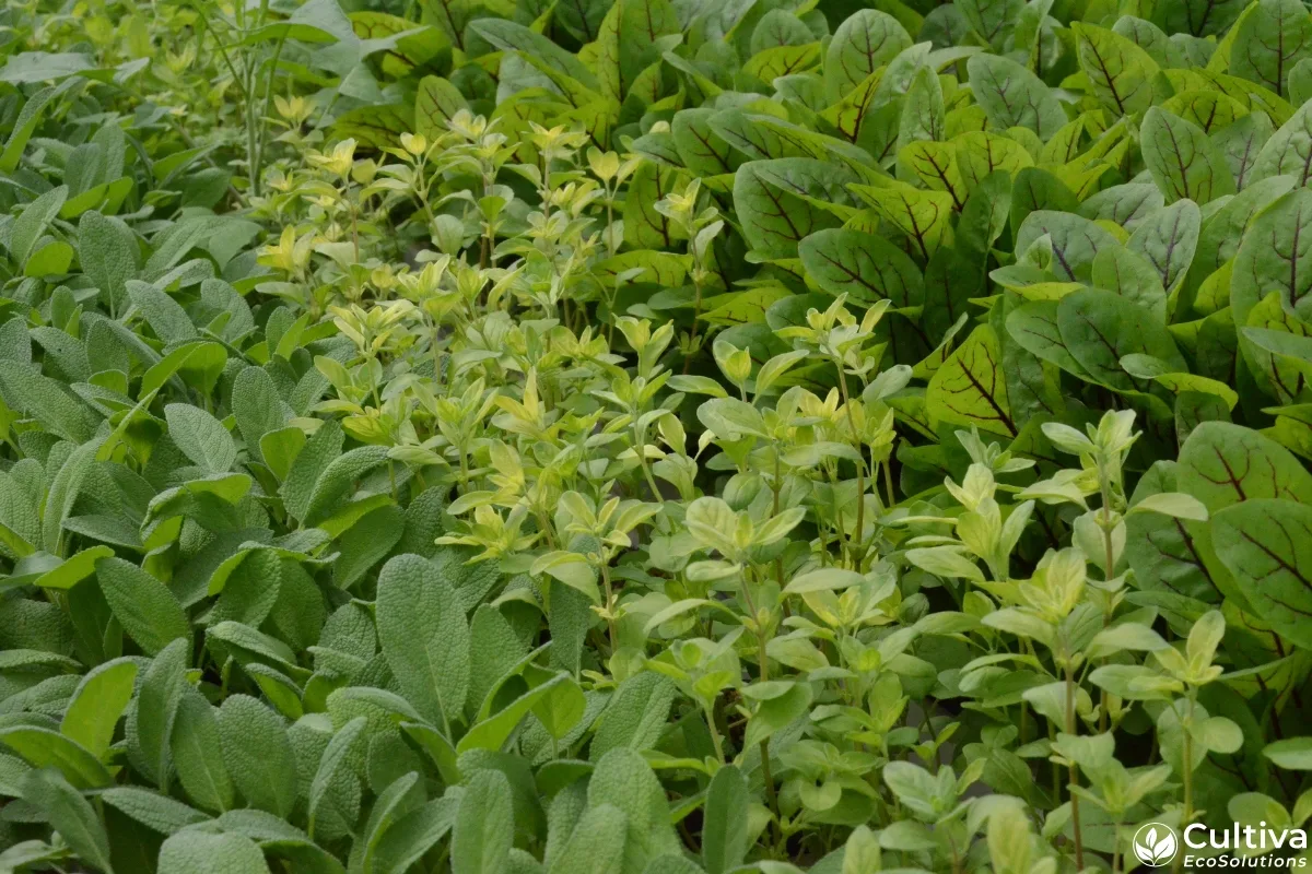 Mixed hydroponic herb canopy with yellowing oregano between healthy sage and sorrel