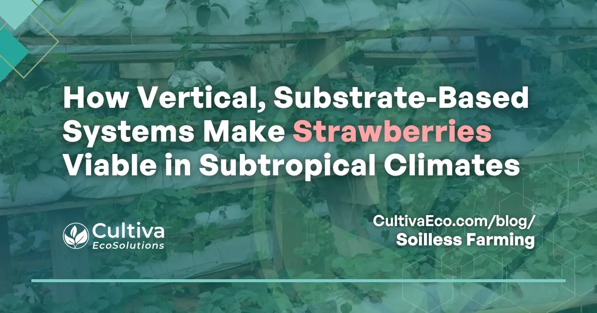 Vertical strawberry cultivation system using substrate-filled mats in a subtropical climate, illustrating how soilless farming improves drainage, airflow, and crop quality.
