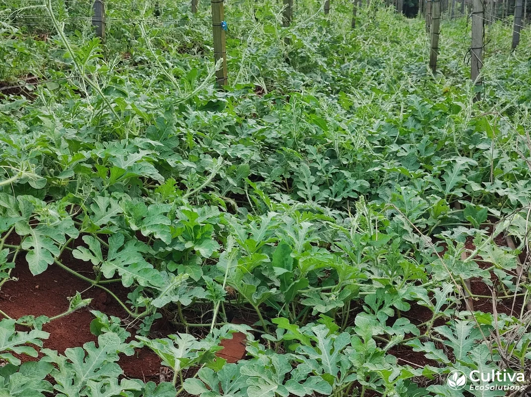 Watermelon vines growing on raised beds under a trellis structure in a humid shaded field