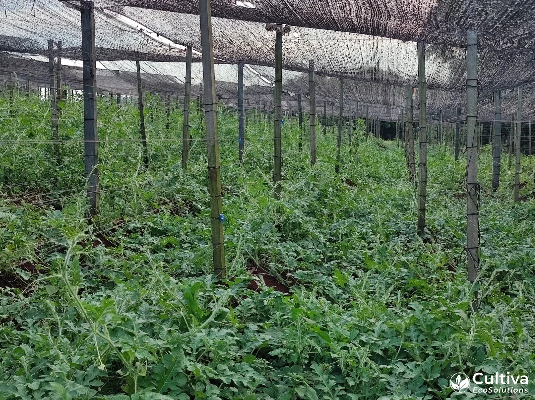 Trellised watermelon rows under shade netting with vertical posts and support wires in a humid climate
