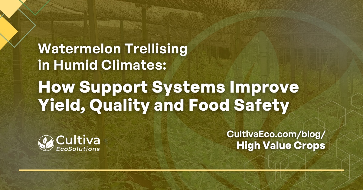 Watermelon trellising in humid climates — how vertical support systems improve yield, fruit quality, and food safety