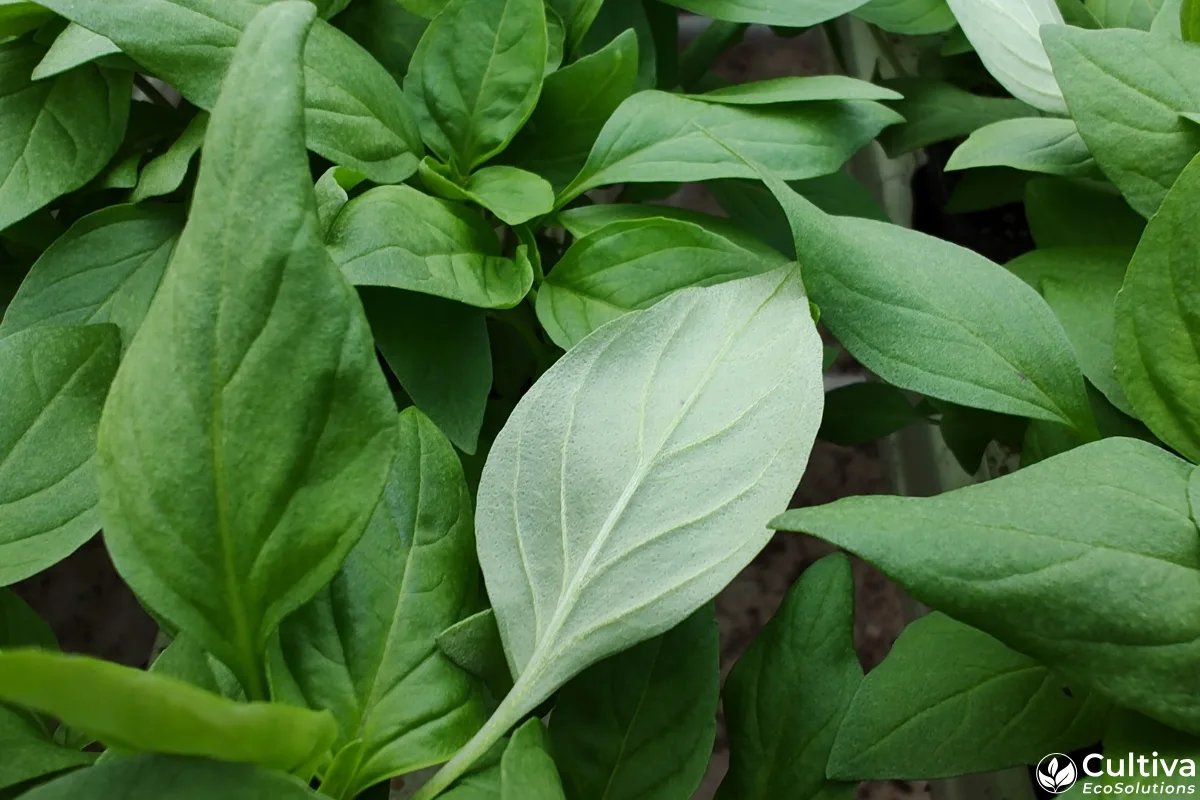 Close-up of Thai basil canopy in a controlled environment showing a slightly paler, lifted leaf indicating early winter stress symptoms