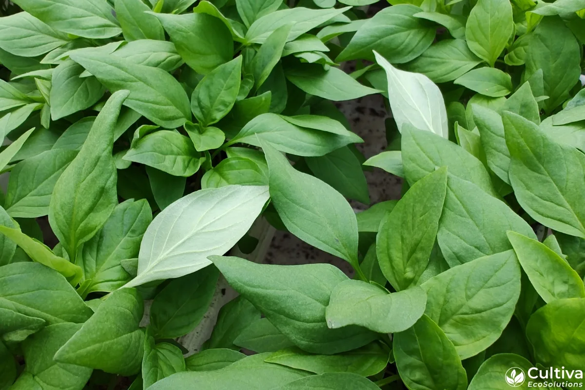 Thai basil canopy in a controlled environment showing subtle early winter stress symptoms with slight leaf curling and tone variation